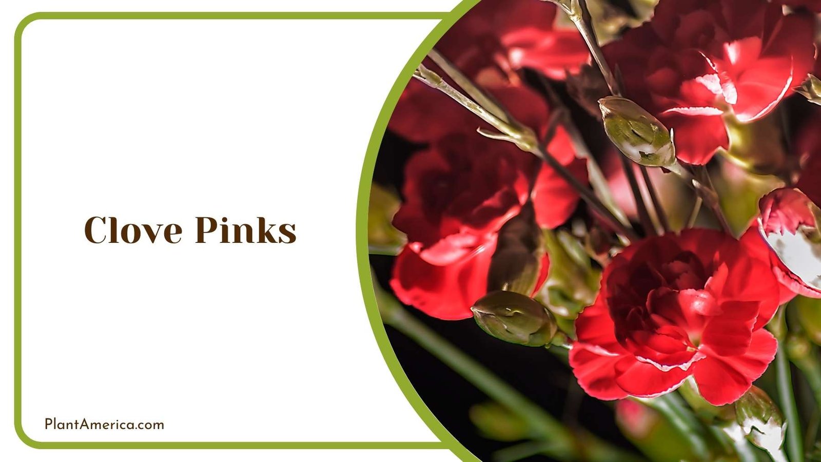Focus Shot On Clove Pinks Plant Plant America