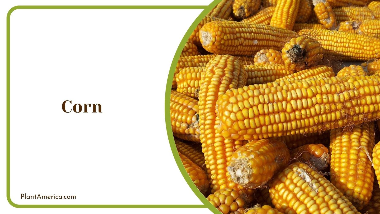 Focus Shot On Corn Plant America