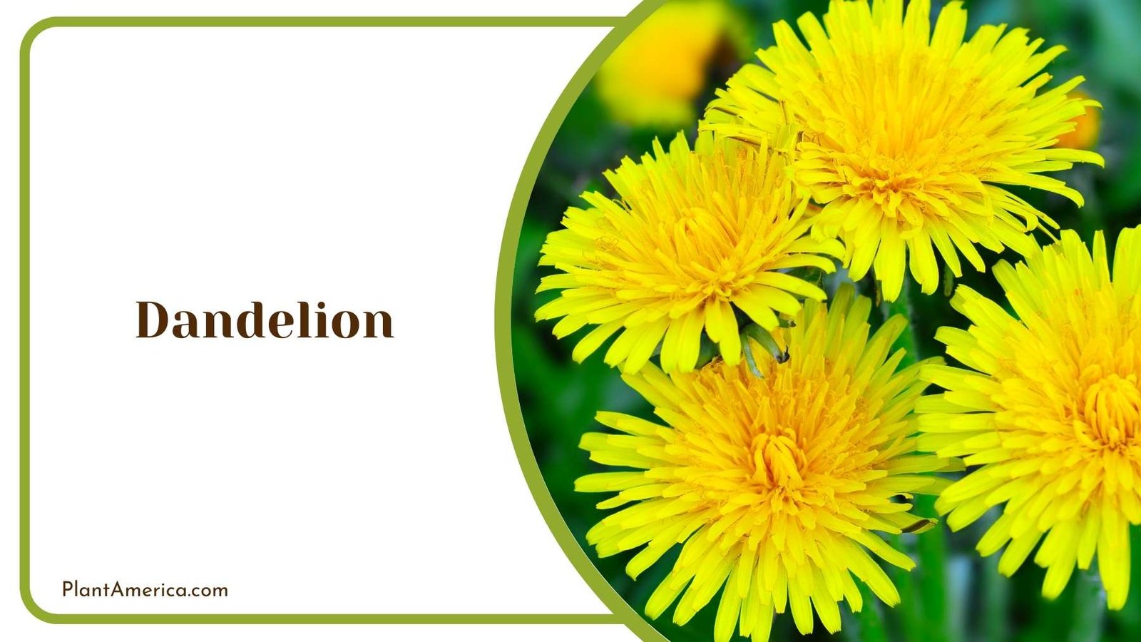Focus Shot On Dandelion Plant America