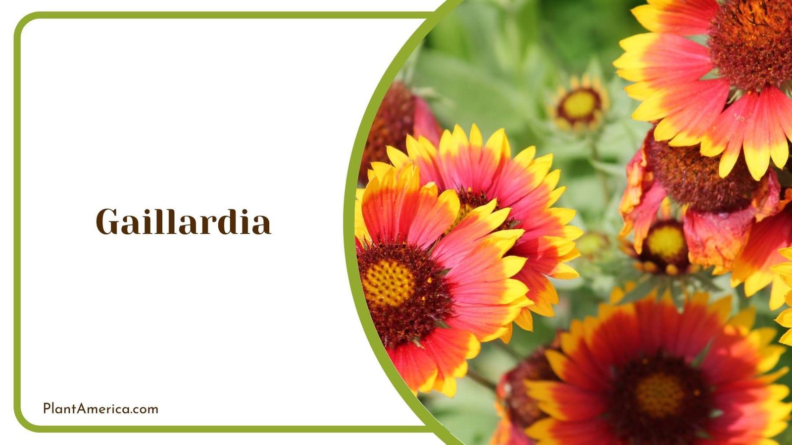 Focus Shot On Gaillardia Plant America