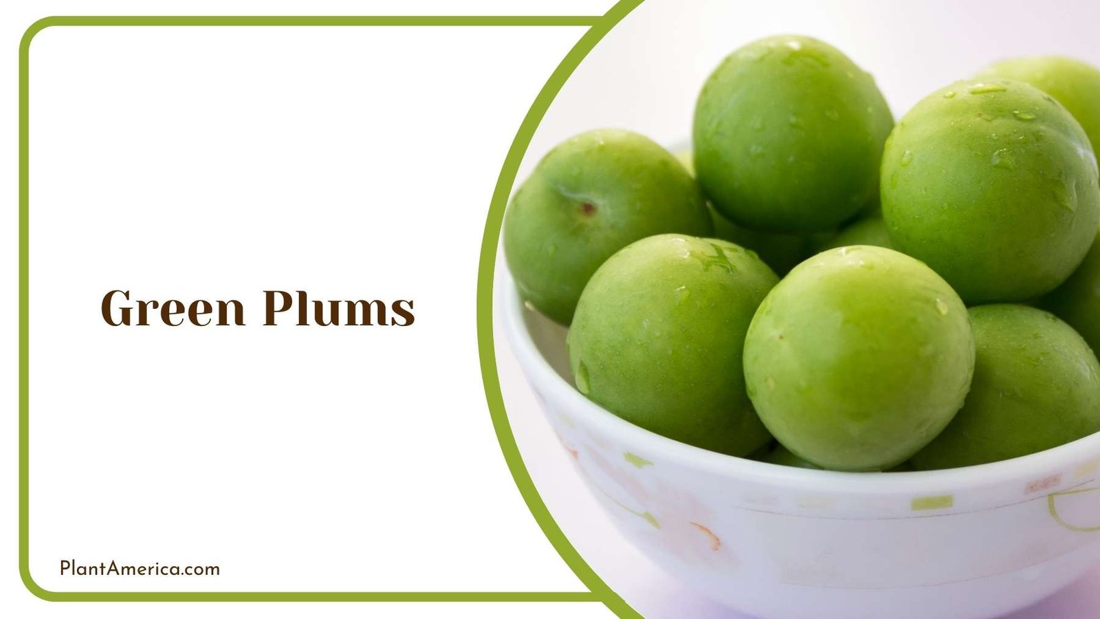Focus Shot On Green Plums Plant America