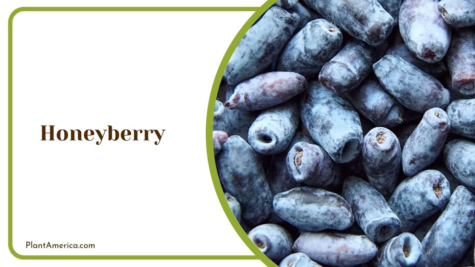 Focus Shot On Honeyberry Plant America