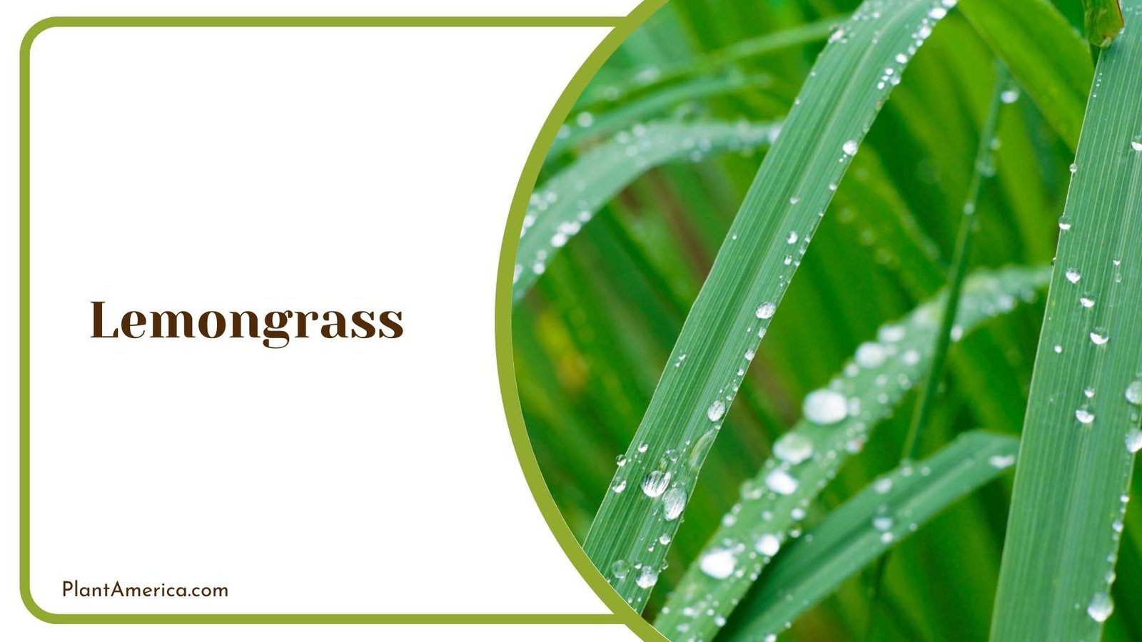 Focus Shot On Lemongrass Plant America
