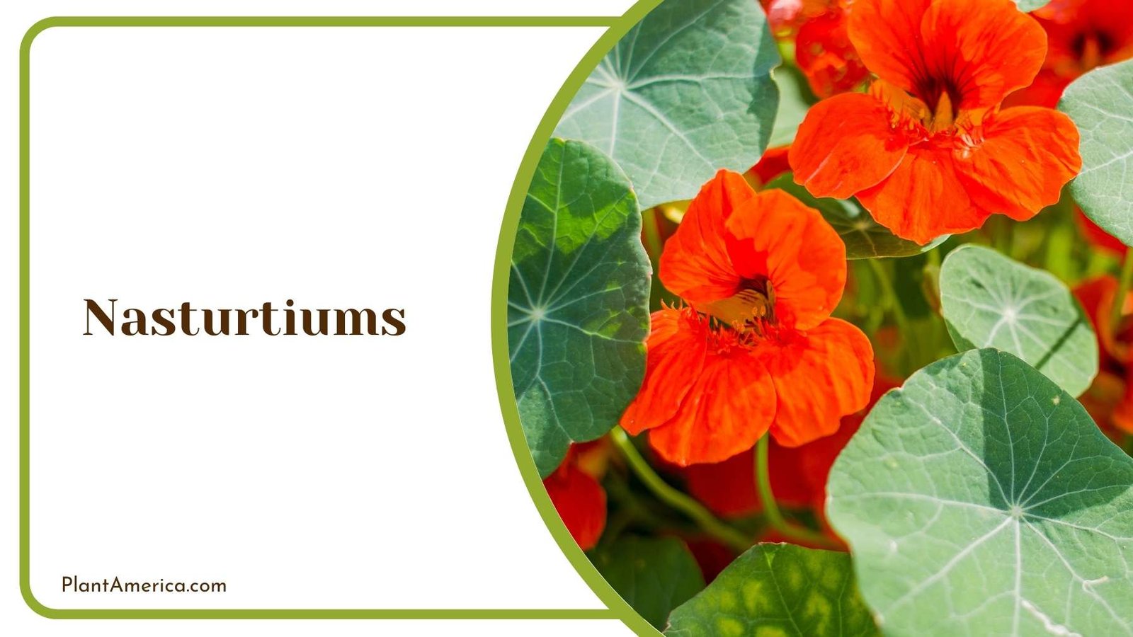 Focus Shot On Nasturtiums Plant America