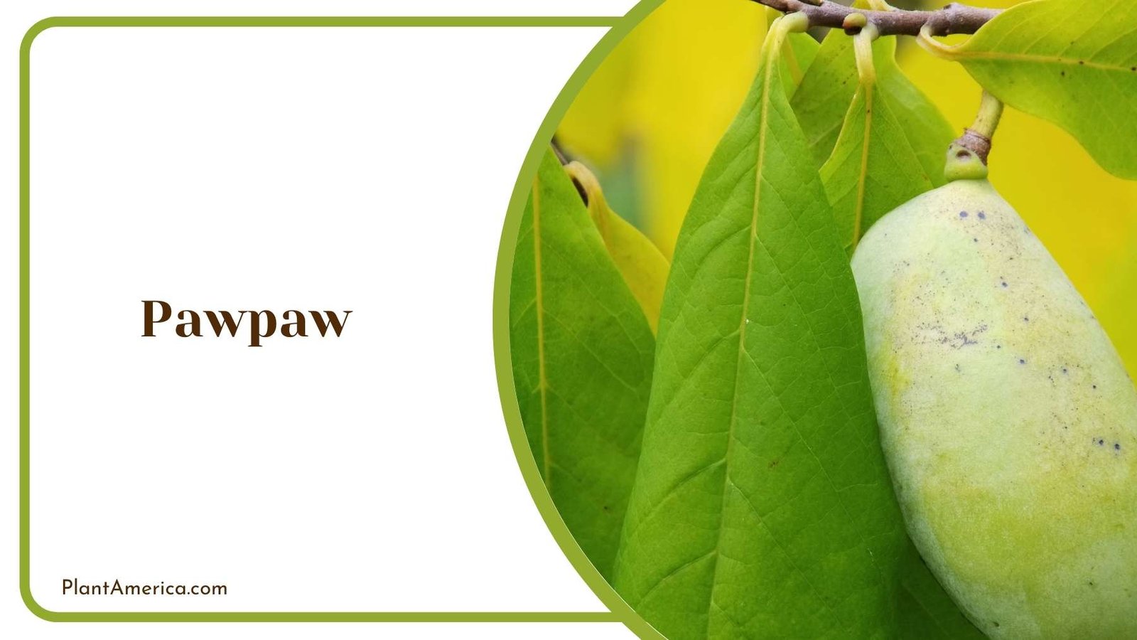 Focus Shot On Pawpaw Plant America