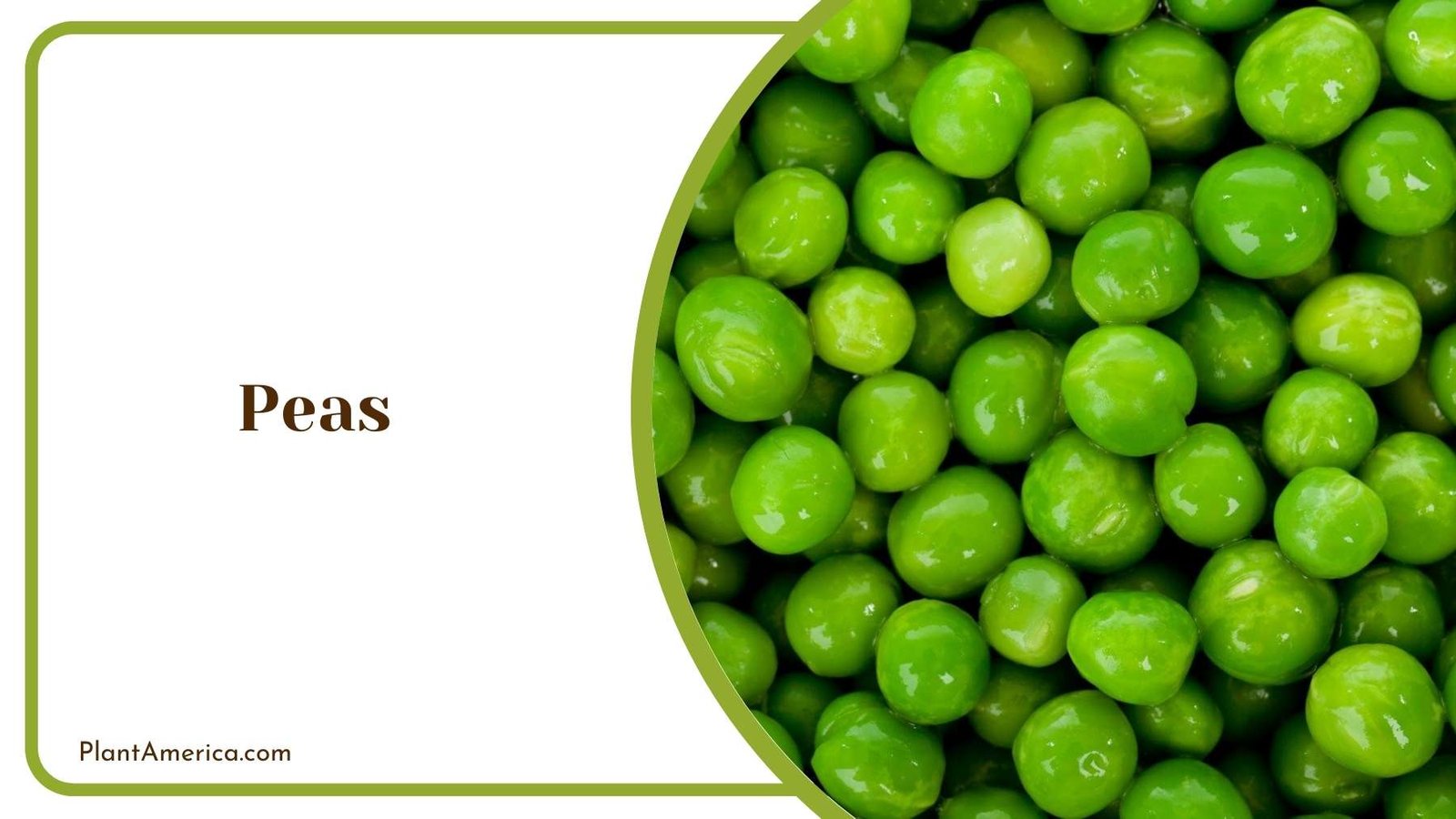 Focus Shot On Peas Plant America