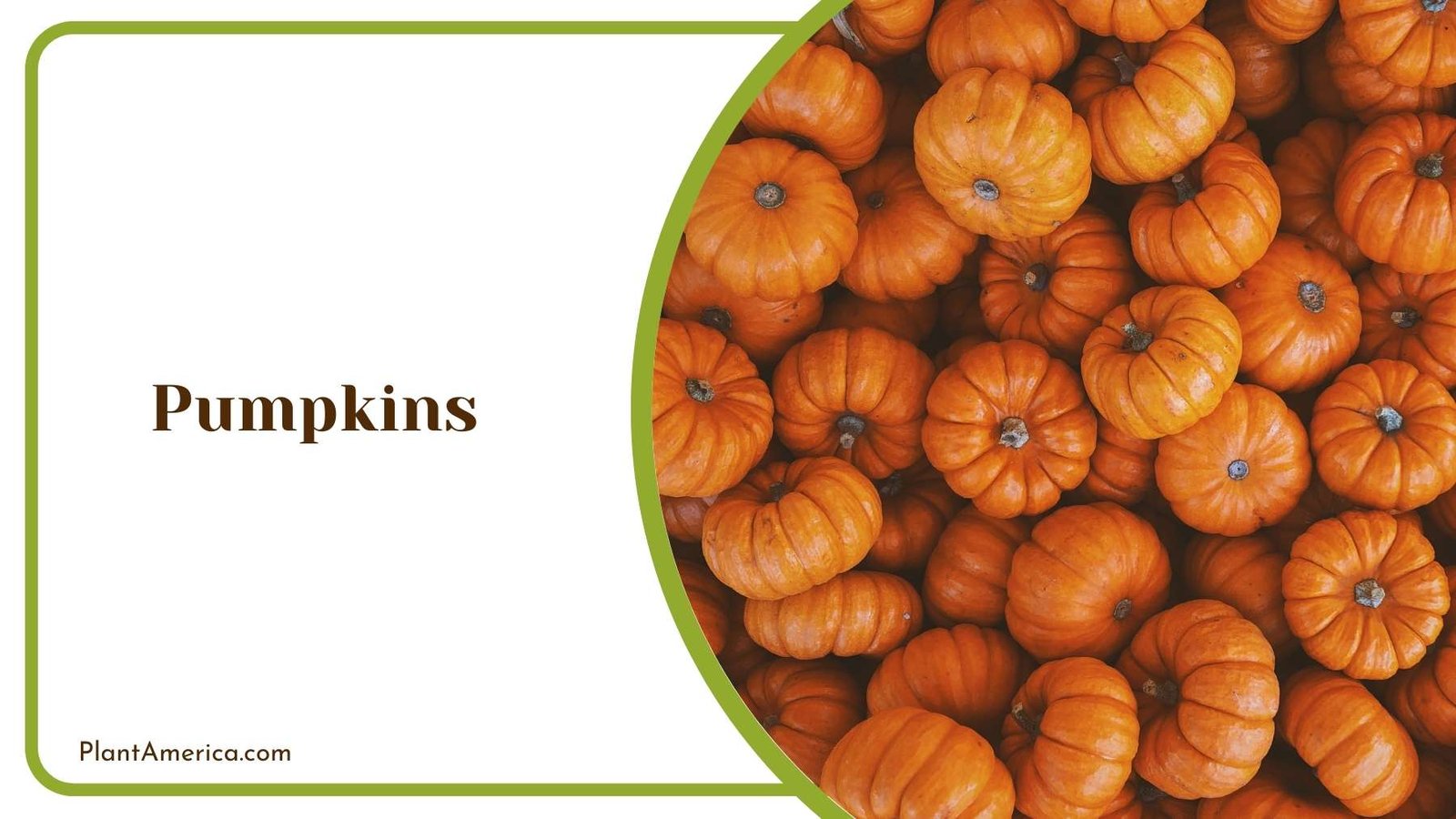 Focus Shot On Pumpkins Plant America