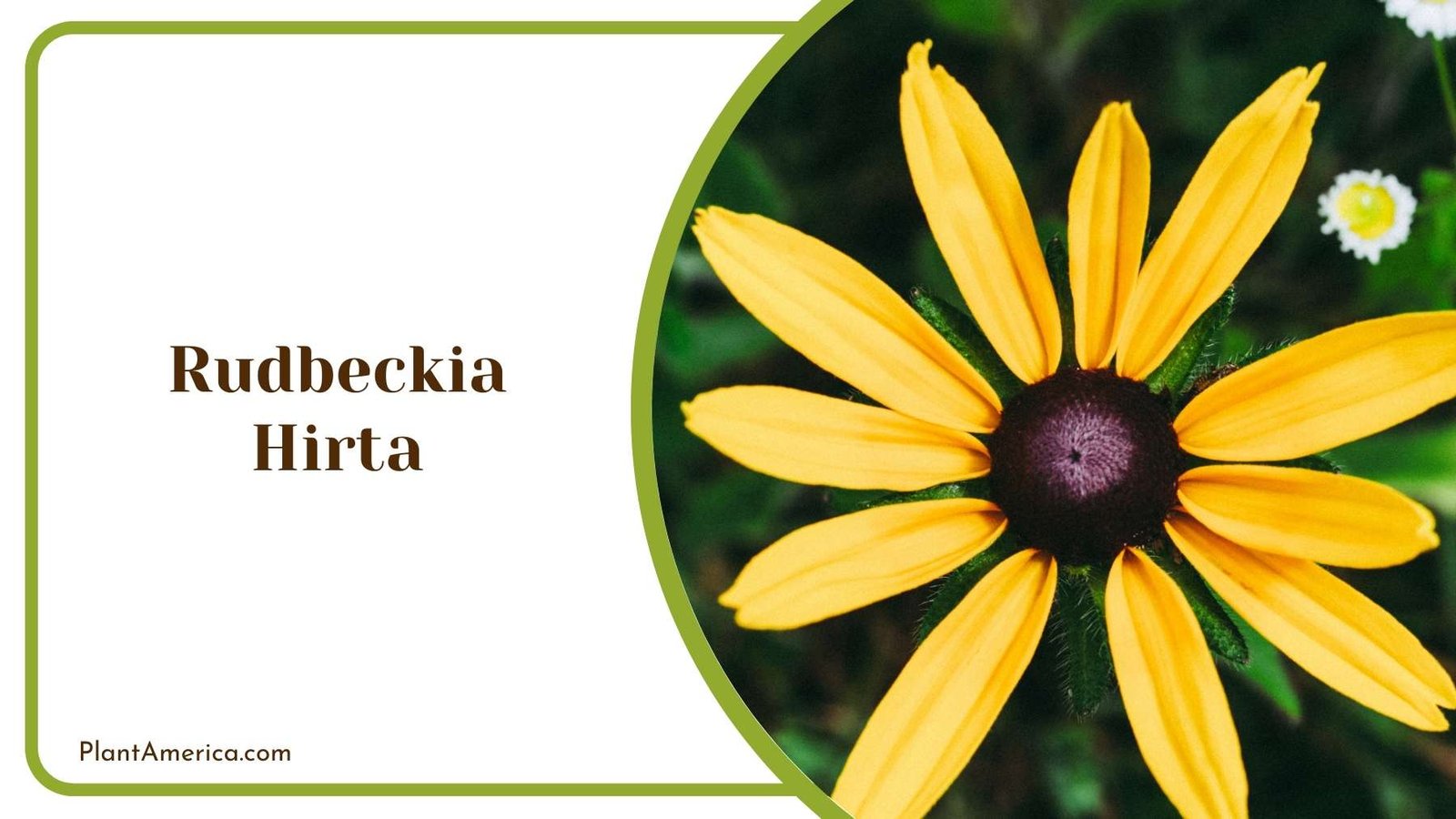 Focus Shot On Rudbeckia Hirta Plant America