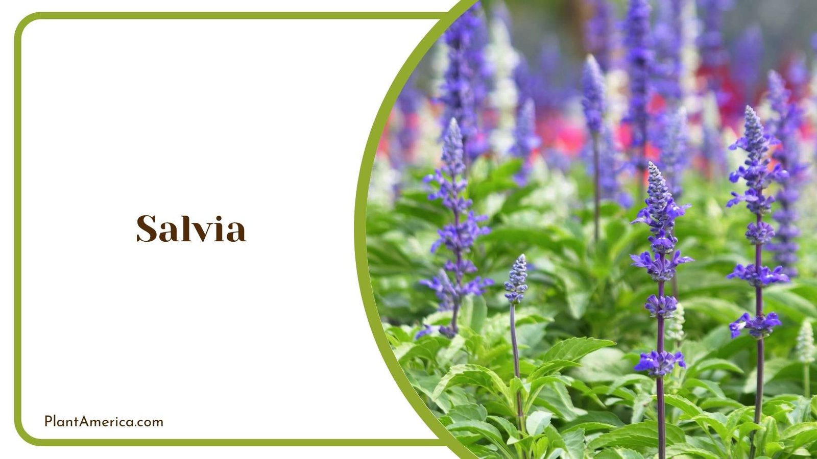 Focus Shot On Salvia Plant Plant America Focus Shot On Salvia Plant Plant America