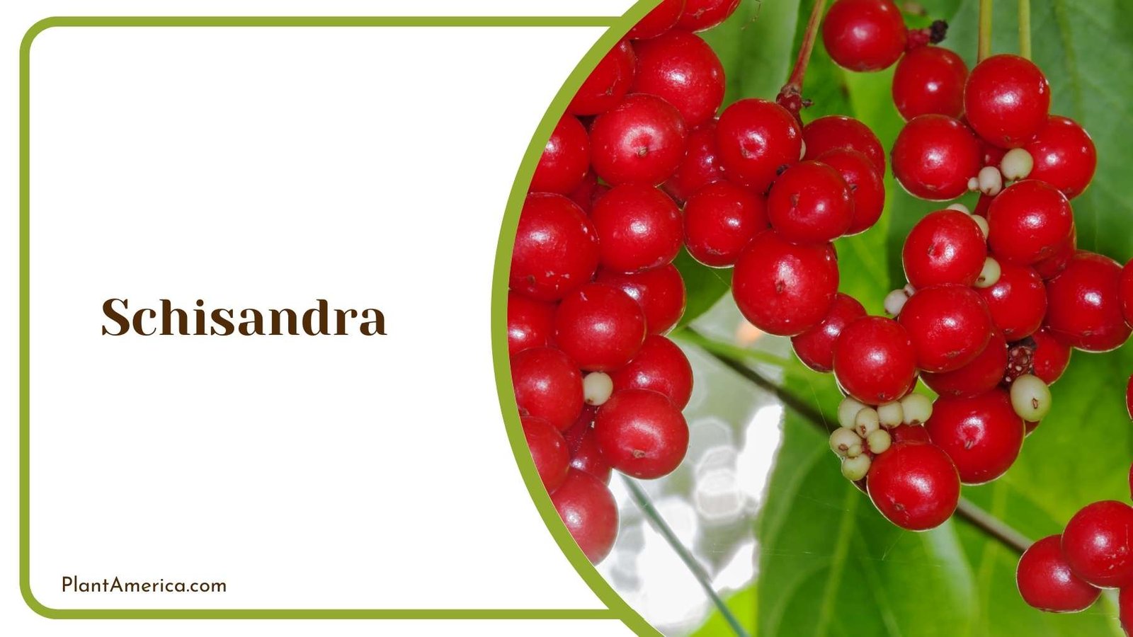 Focus Shot On Schisandra Plant America