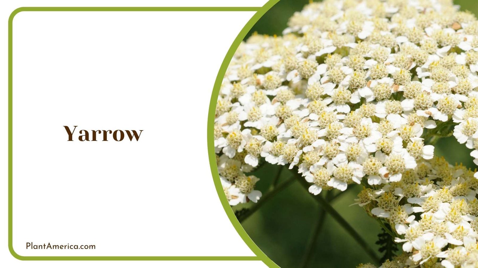 Focus Shot On Yarrow Plant America