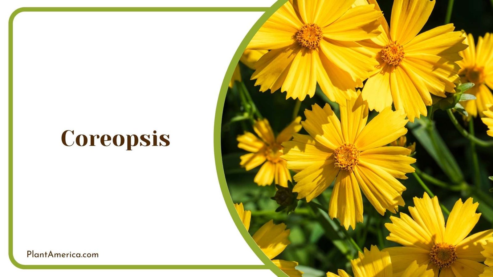 Focus Shot On Yellow Coreopsis Plant America