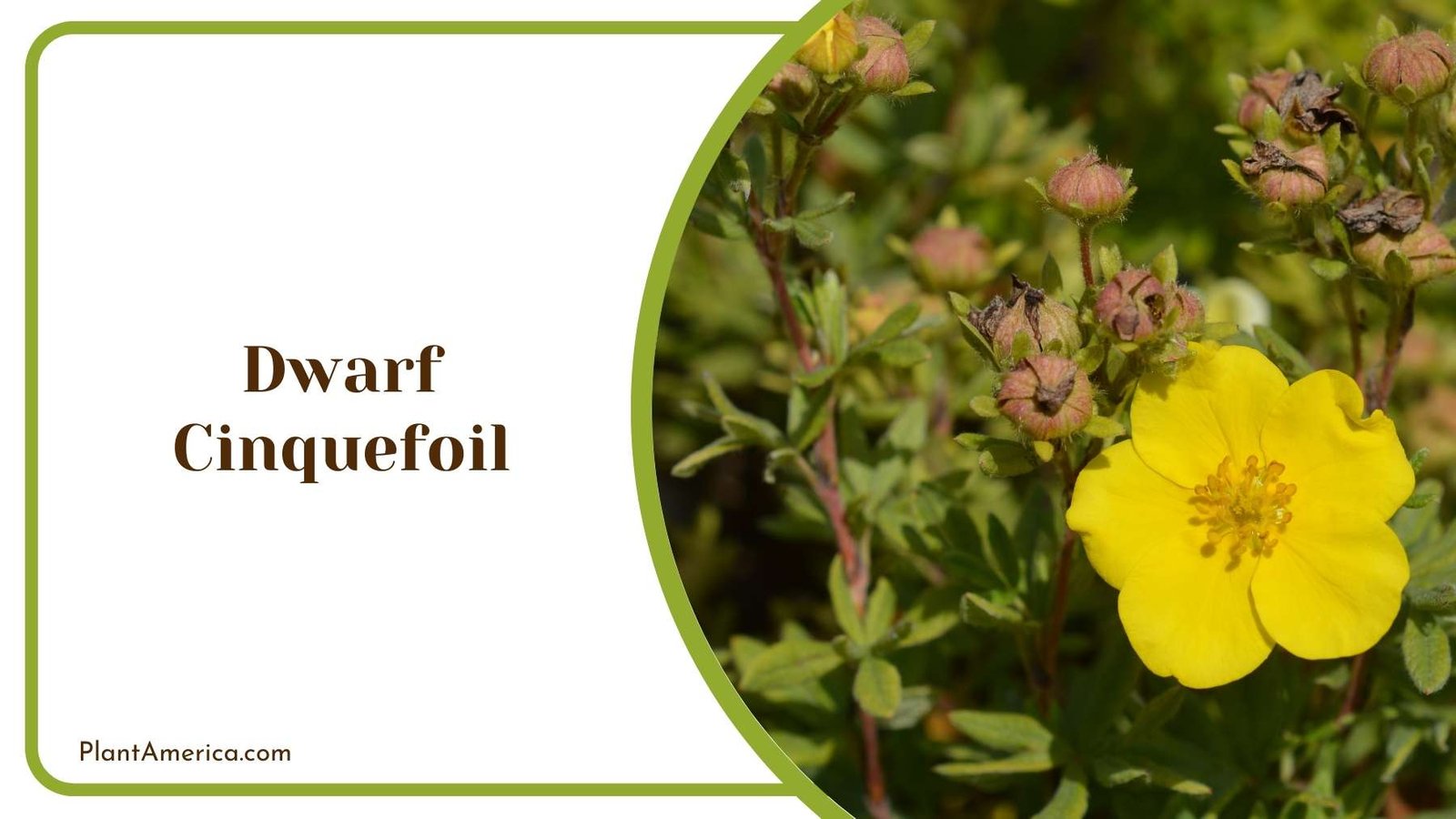 Focus Shot On Yellow Dwarf Cinquefoil Plant America Focus Shot On Yellow Dwarf Cinquefoil Plant America