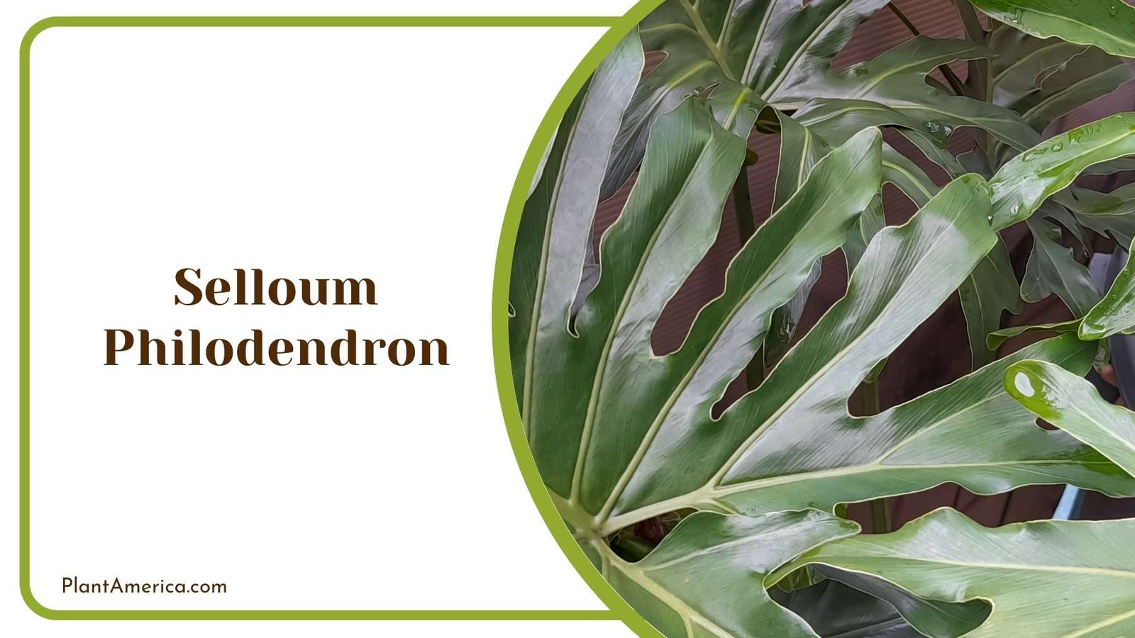 Foliage Of Selloum Philodendron Plant America