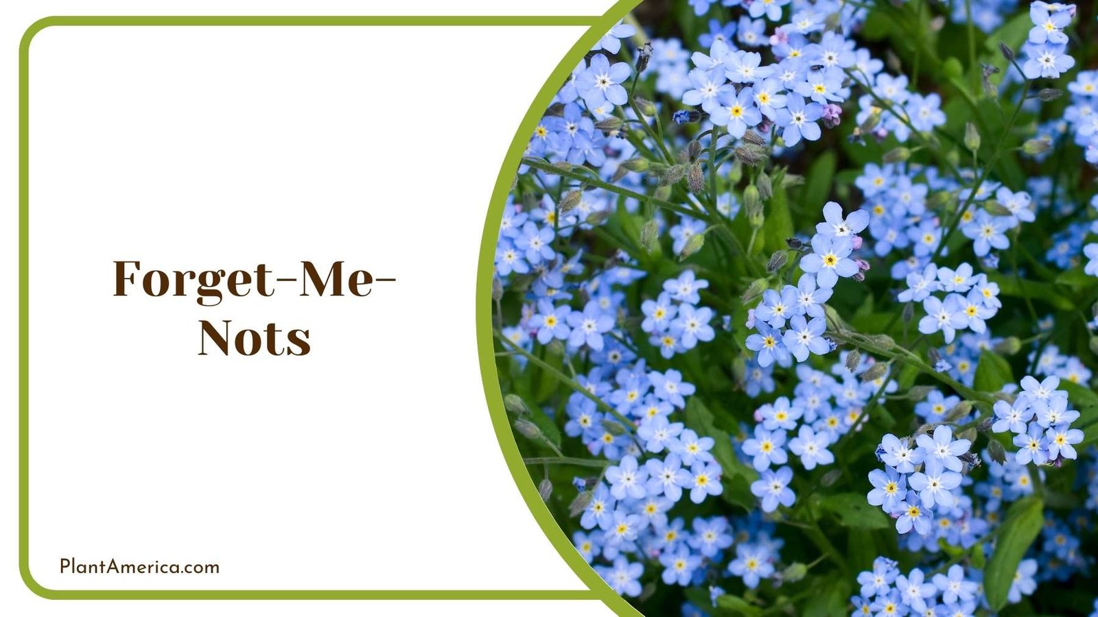 Forget Me Nots Eye Catching Bushes Plant America