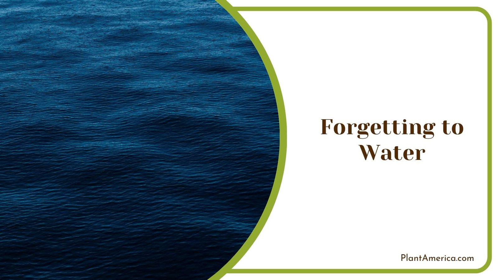 Forgetting to Water Plant America