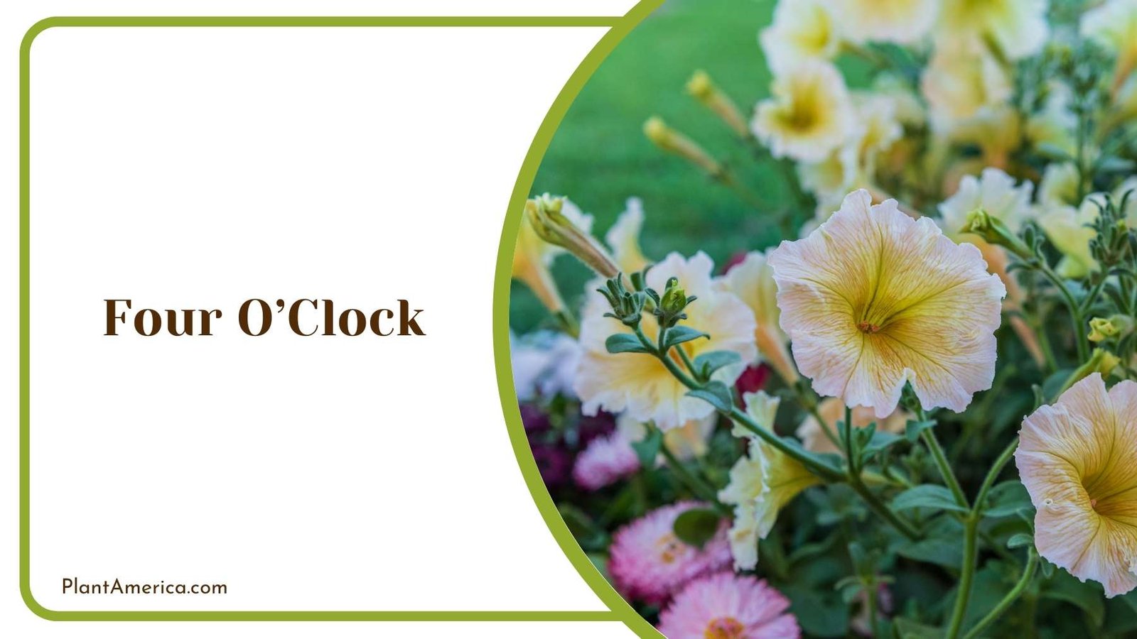 Four OClock Flower Plant America