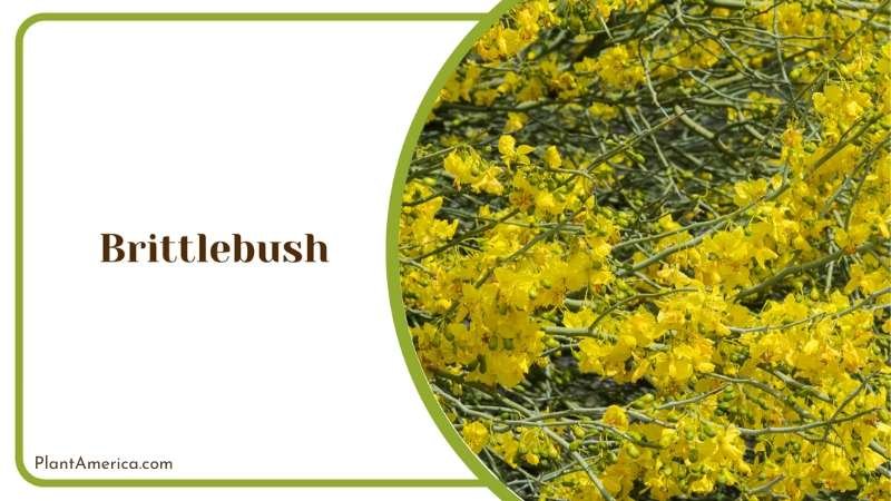 Fragrant Brittlebush Plant America