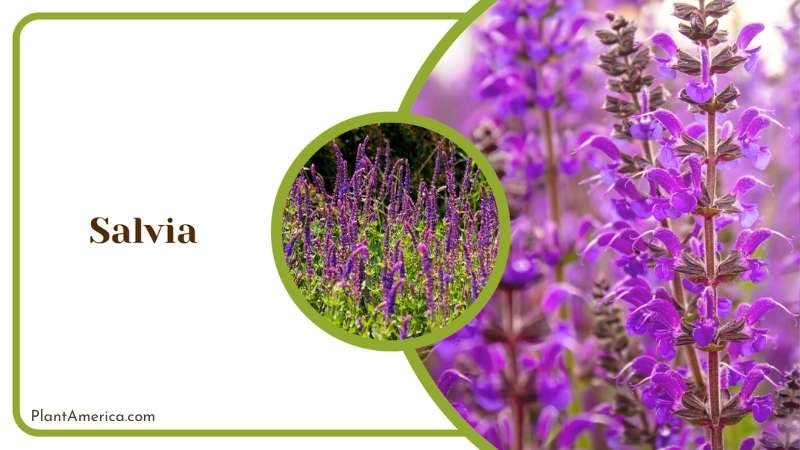 Fragrant Salvia Blossoms Plant America