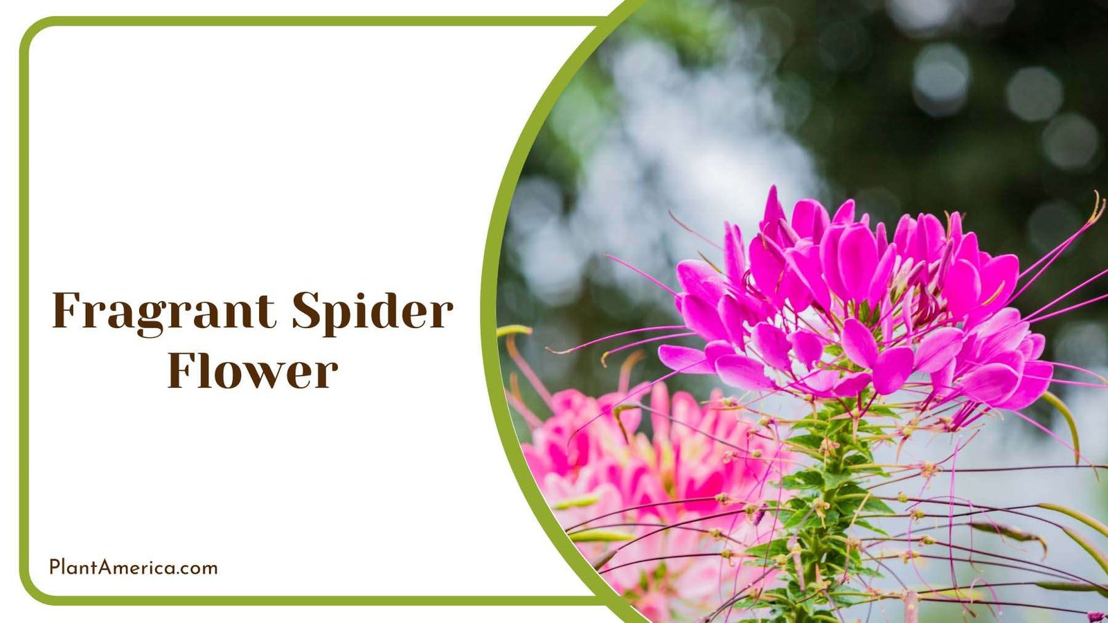 Fragrant Spider Flower Plant America
