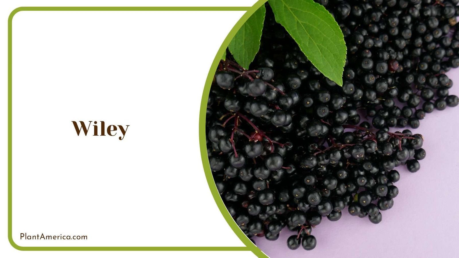 Fragrant Wiley Plant America