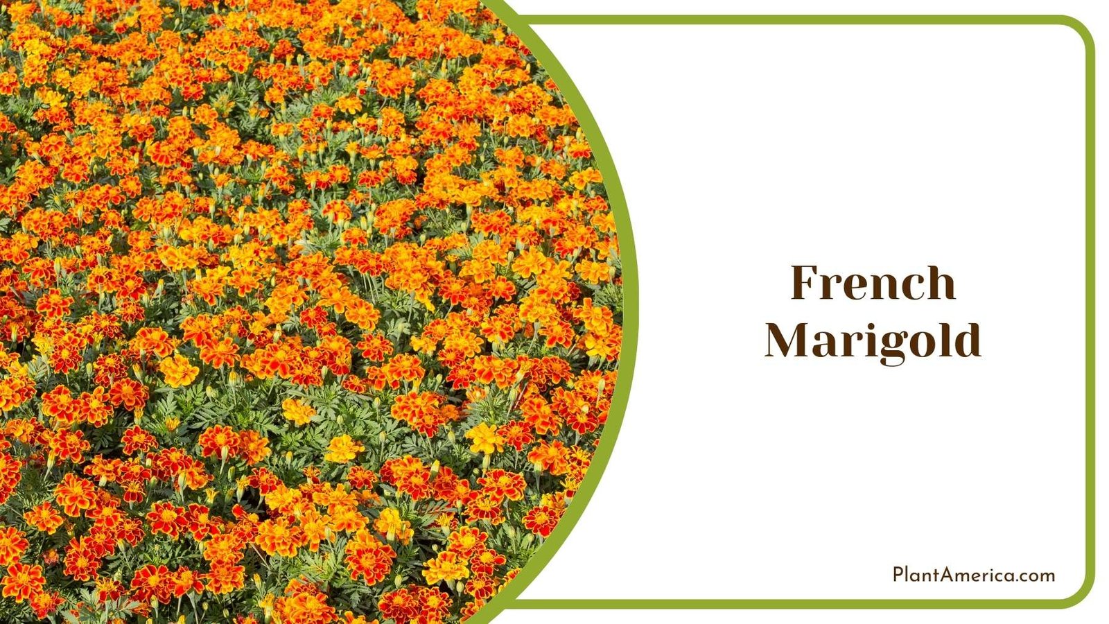 French Marigold Plant Plant America