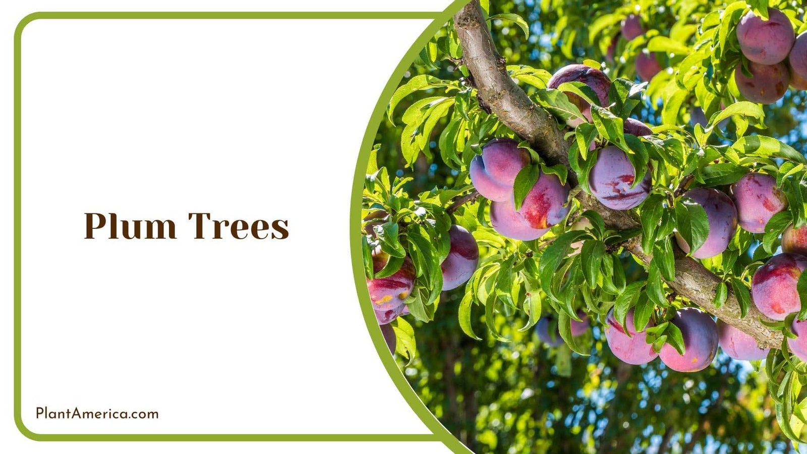 Fresh Plum Trees Plant America Fresh Plum Trees Plant America