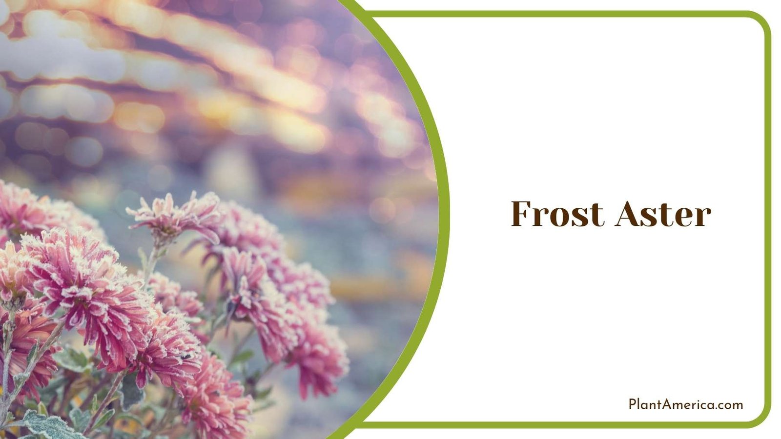 Frost Aster Plant In Desert Plant America Frost Aster Plant In Desert Plant America