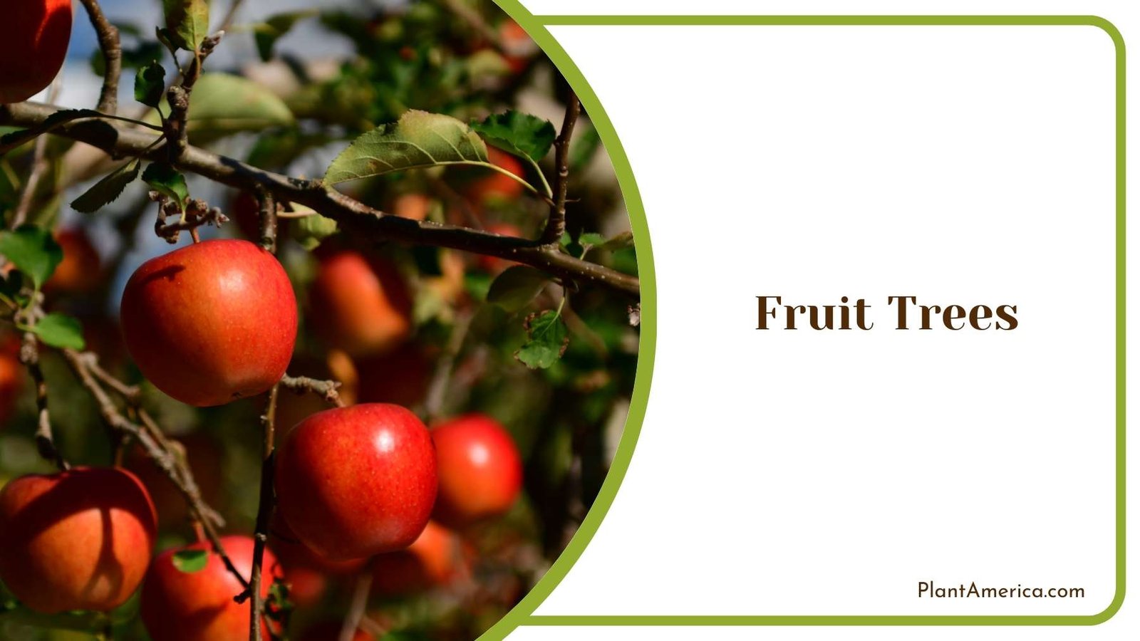 Fruit Trees In a Shot Plant America