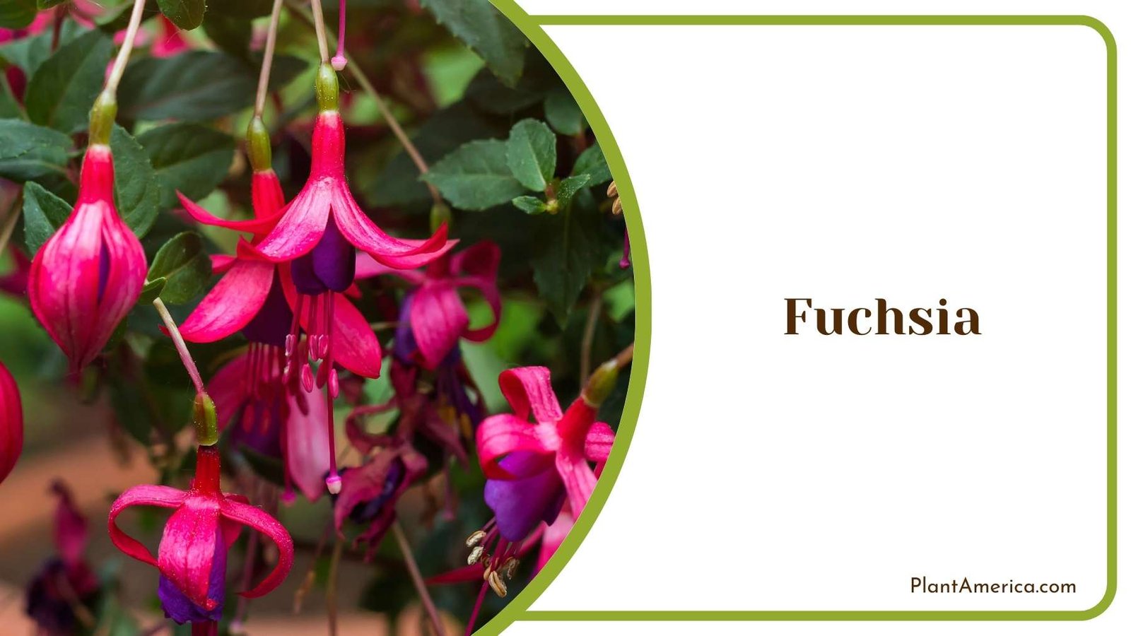 Fuchsia In Jungle Plant America Fuchsia In Jungle Plant America