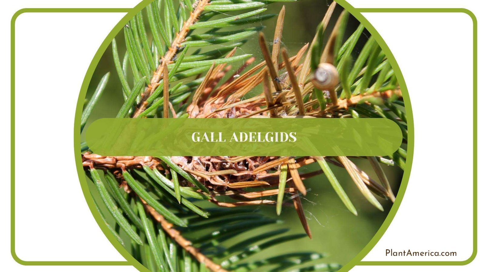 Gall Adelgids Sickness On Leaves Of a Plant Plant America 1 Gall Adelgids Sickness On Leaves Of a Plant Plant America 1
