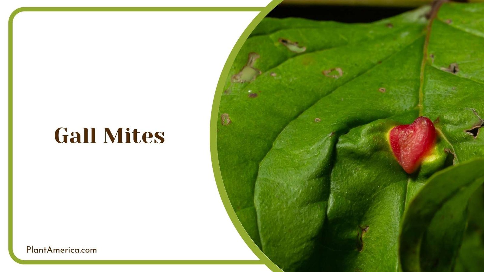 Gall Mites Damage On a Leaf Plant America Gall Mites Damage On a Leaf Plant America