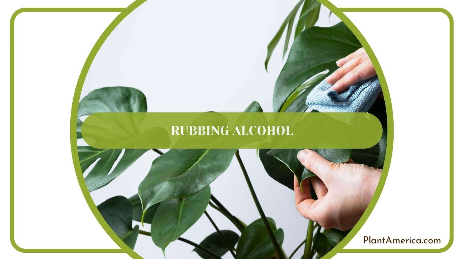 Gardener While Rubbing Alcohol On Plant s Leaves PlantAmerica