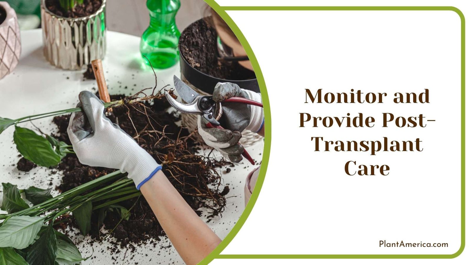Gardener While Taking Care Of Plant Plant America