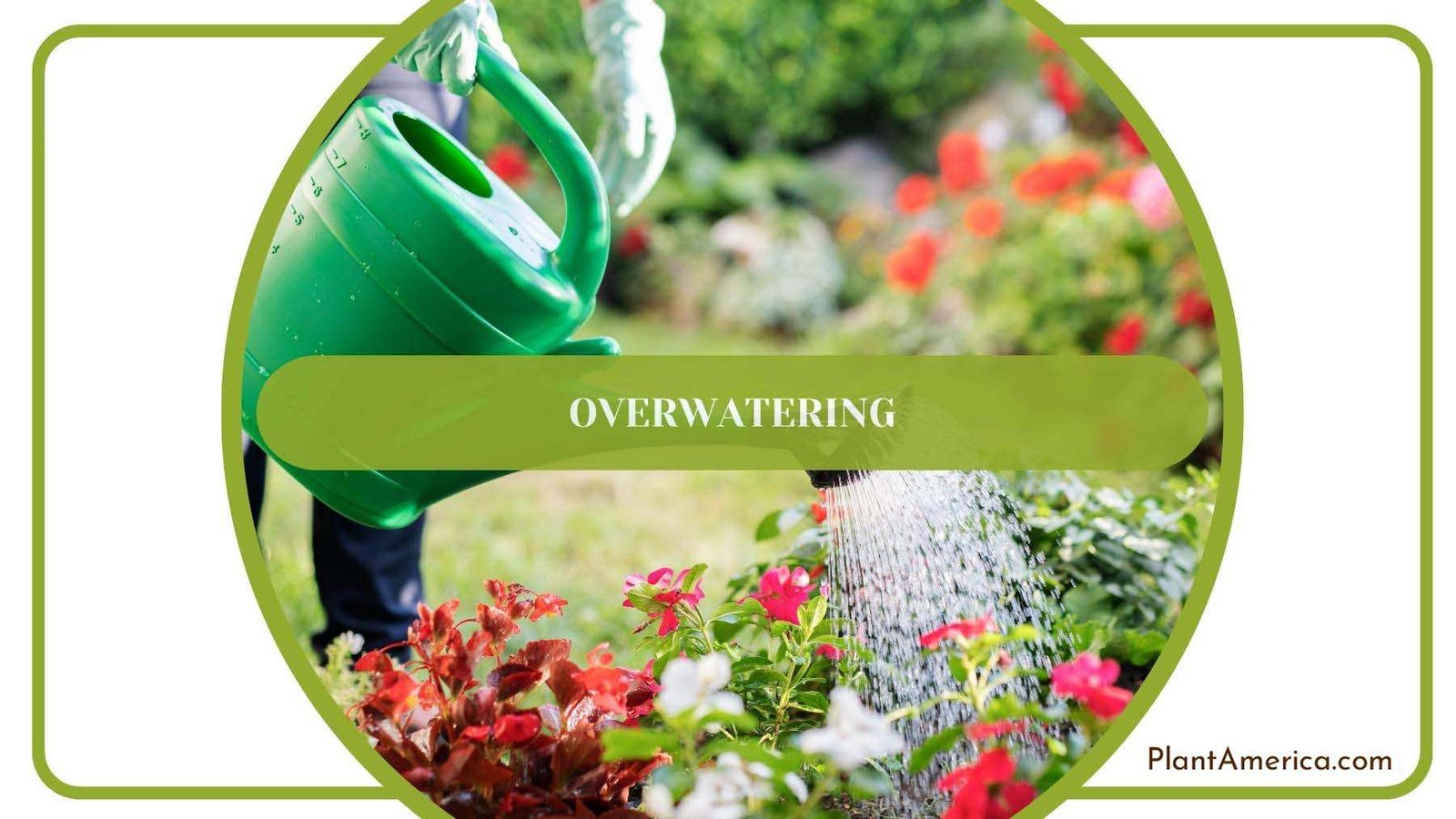 Gardener While Watering The Plants Plant America