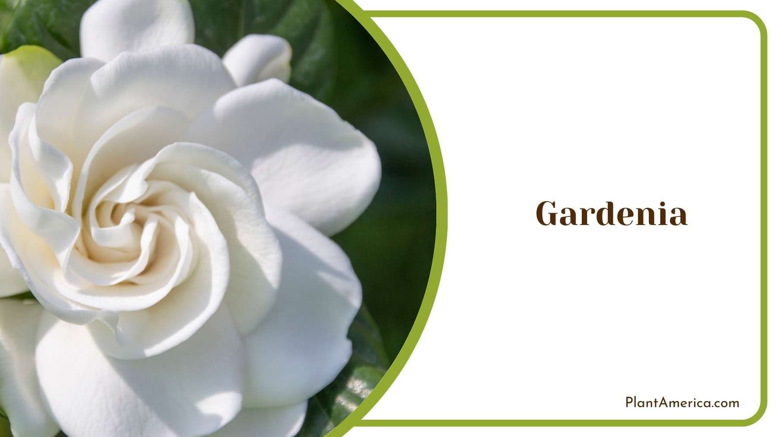 Gardenia Close Shot Plant America