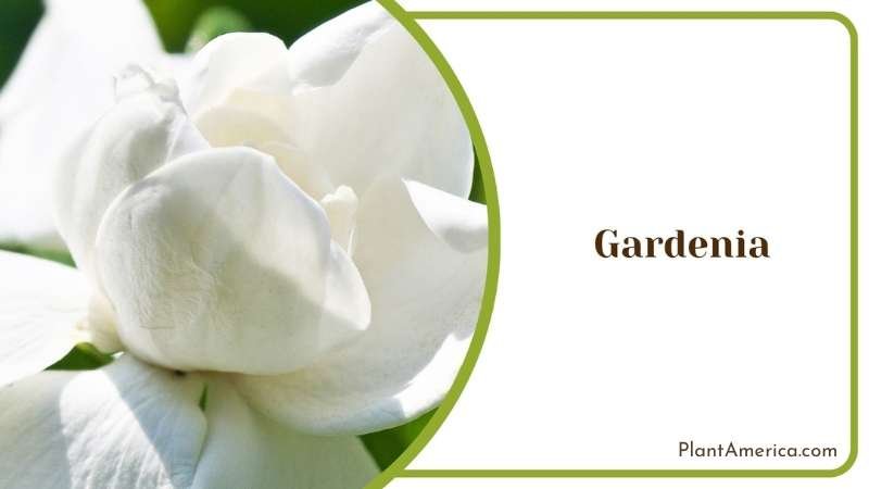 Gardenia in Garden Plant America Gardenia in Garden Plant America
