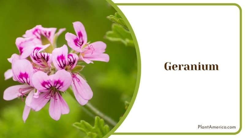 Geranium Flower Plant America Geranium Flower Plant America