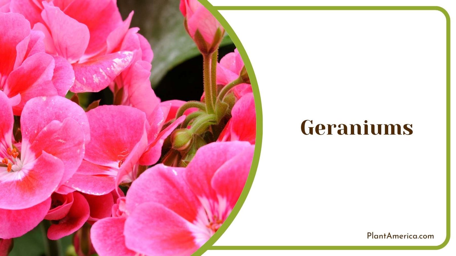 Geraniums Bloom In Pink Plant America