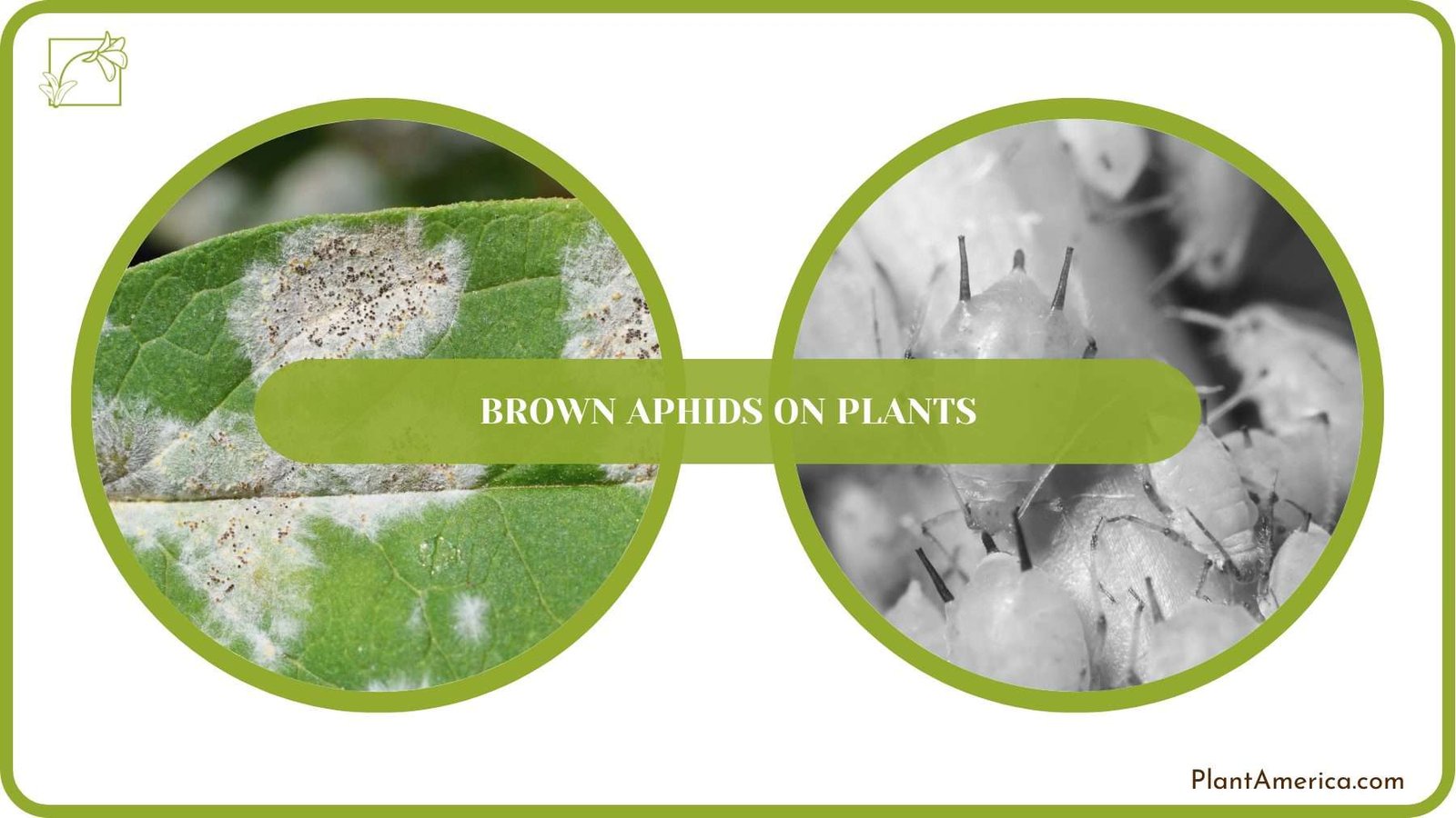 Get Rid of Brown Aphids on Plants PlantAmerica