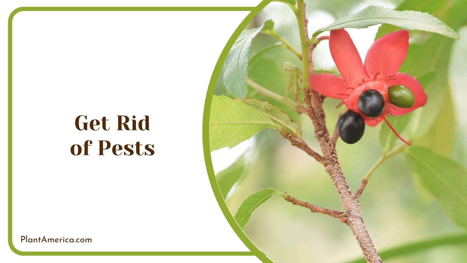Get Rid of Pests on Plants Plant America