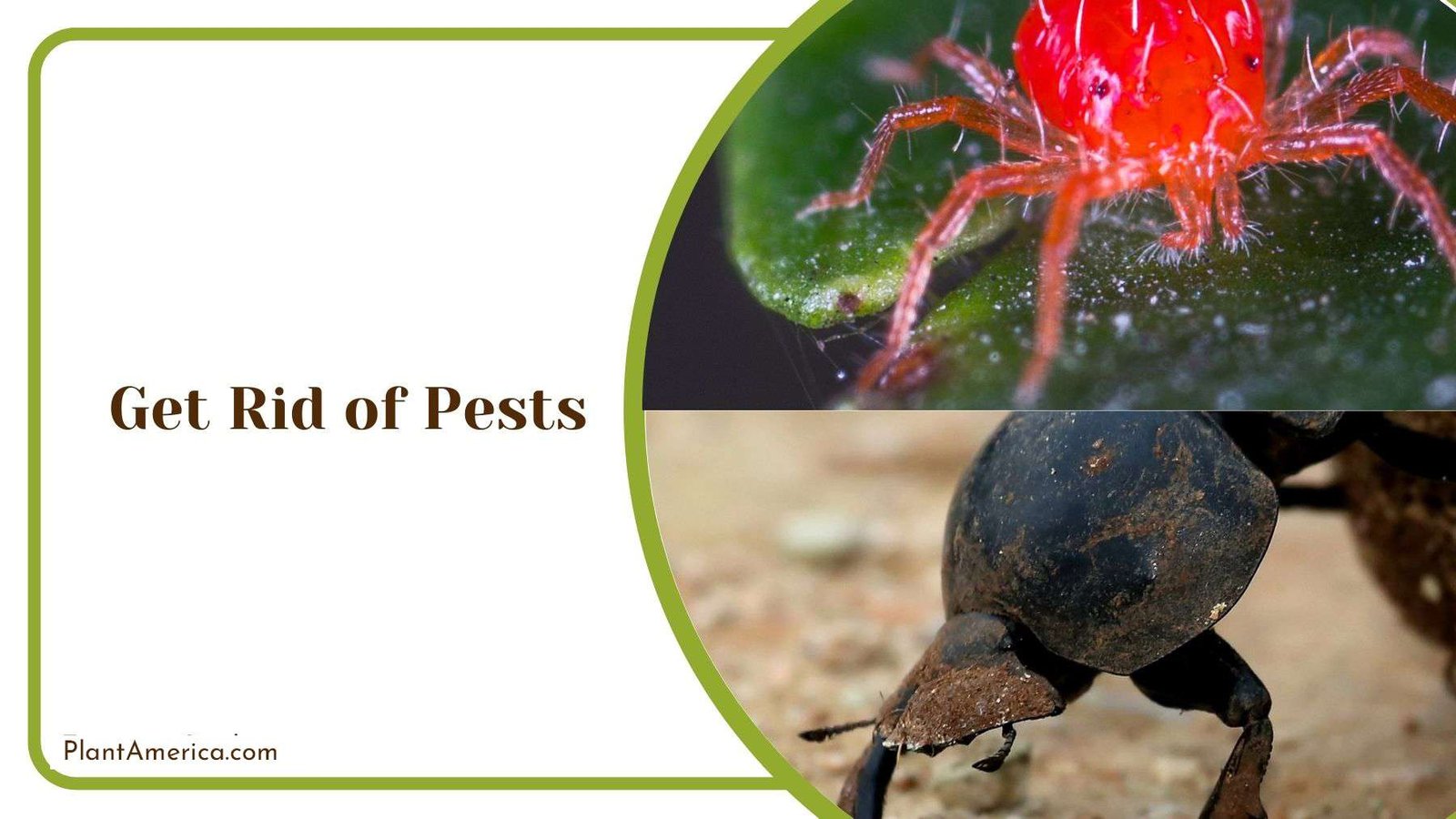 Getting Rid of Pests PlantAmerica