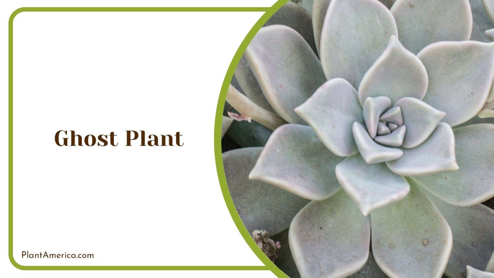 Ghost Plant Common Pests Plant America