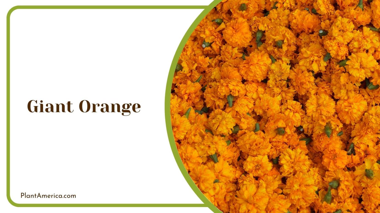 Giant Orange Close Up Plant America