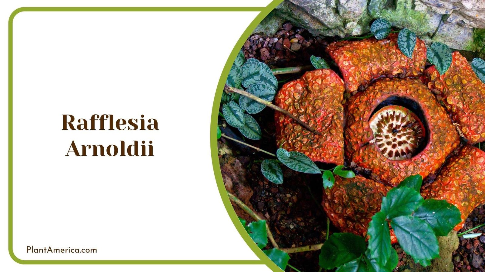 Giant Rafflesia Arnoldii Plant America