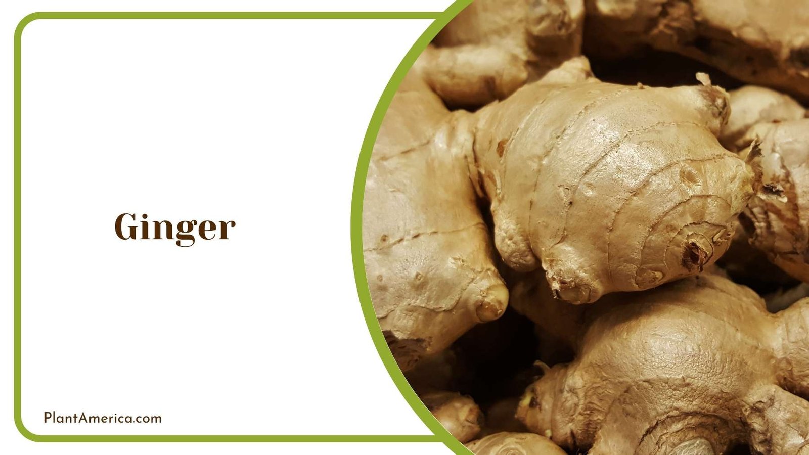 Ginger Root Plant America