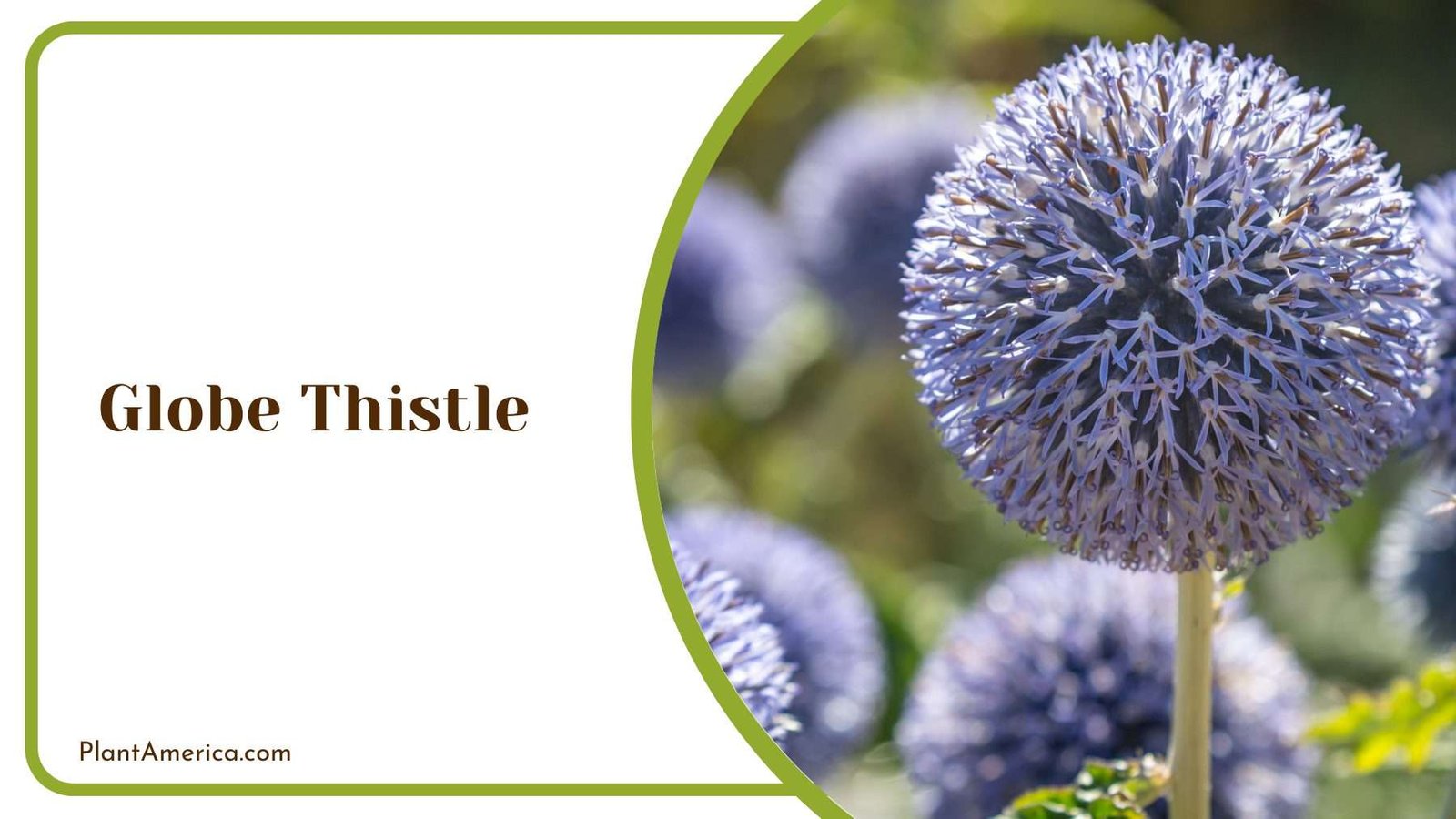 Globe Thistle Plant Plant America Globe Thistle Plant Plant America