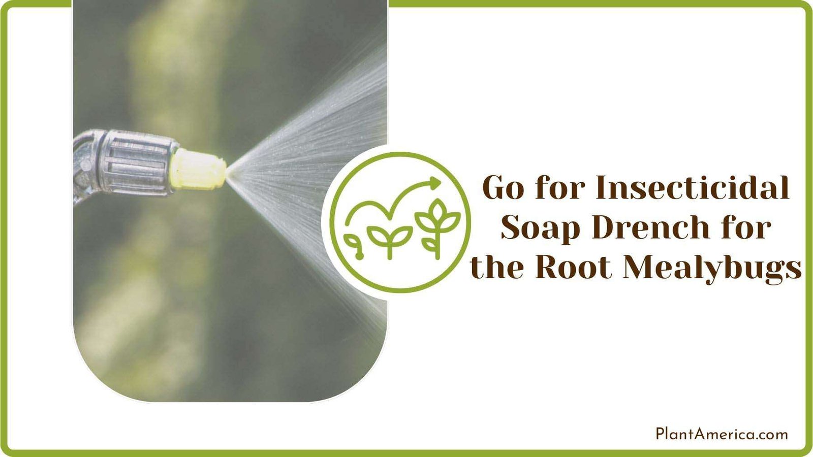 Going for Insecticidal Soap Drench for the Root Mealybugs PlantAmerica Going for Insecticidal Soap Drench for the Root Mealybugs PlantAmerica