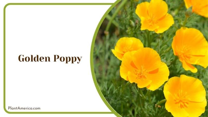 Golden Beauty of Poppy Plant America
