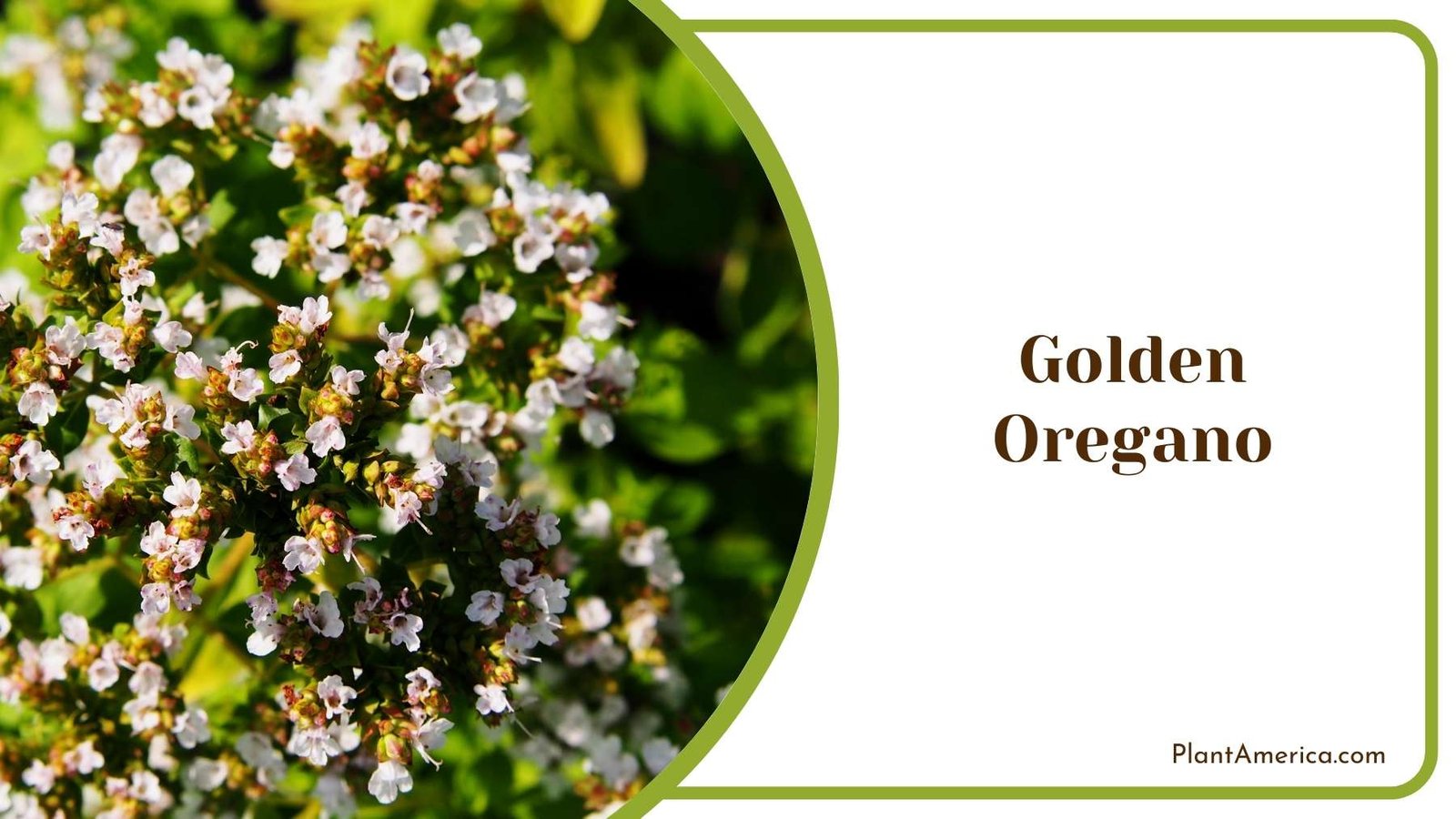 Golden Oregano Flower Plant America Golden Oregano Flower Plant America